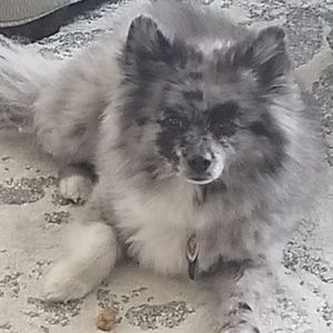 Meet your Posher, Dayna